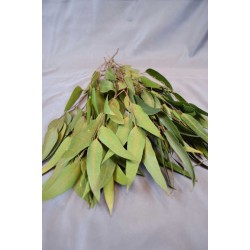 Preserved Willow Eucalyptus Bunch - Green