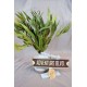 Preserved Willow Eucalyptus Bunch - Green