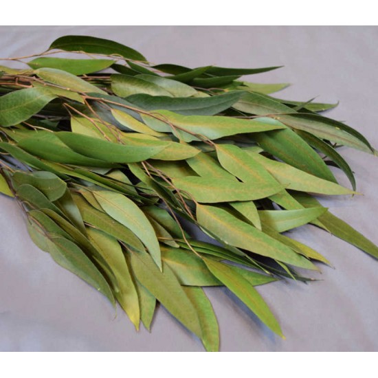 Preserved Willow Eucalyptus Bunch - Green