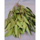 Preserved Willow Eucalyptus Bunch - Green