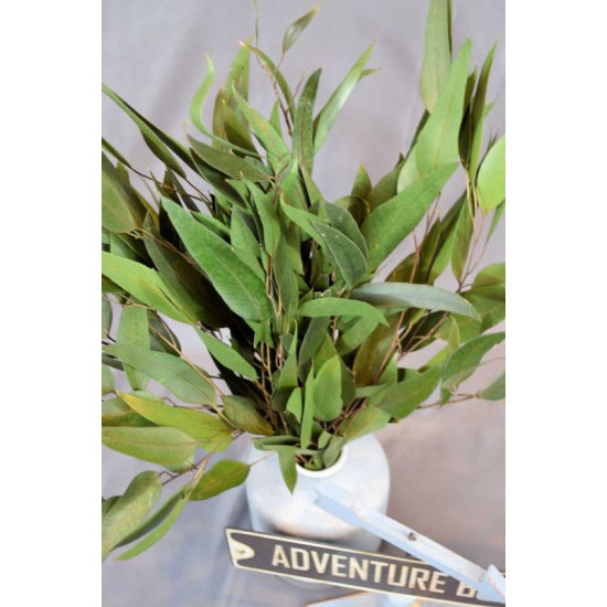 Preserved Willow Eucalyptus Bunch - Green