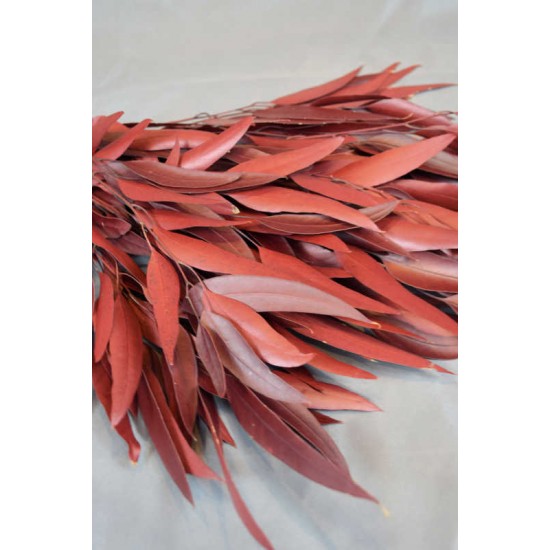 Preserved Willow Eucalyptus Bunch - Red