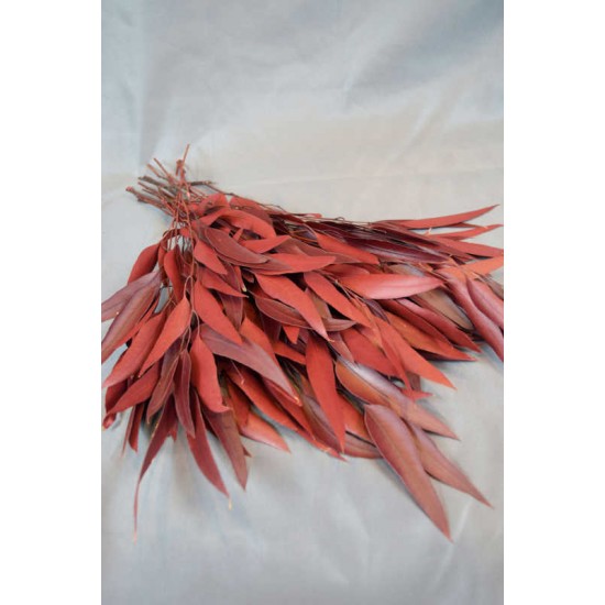 Preserved Willow Eucalyptus Bunch - Red