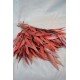 Preserved Willow Eucalyptus Bunch - Red