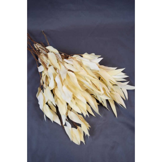 Preserved Willow Eucalyptus Bunch - Bleached White