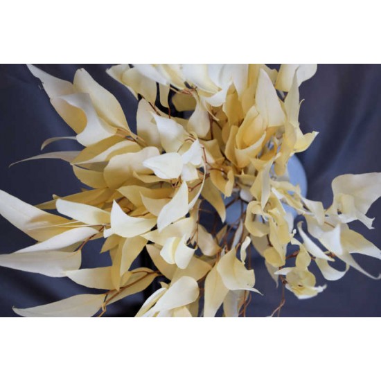 Preserved Willow Eucalyptus Bunch - Bleached White