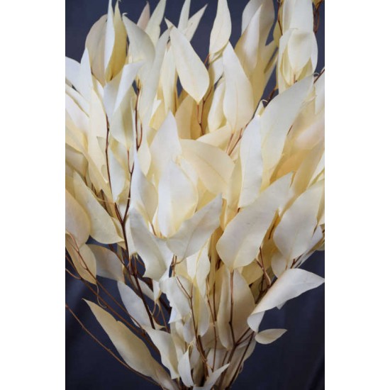 Preserved Willow Eucalyptus Bunch - Bleached White