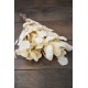 Preserved Populus Eucalyptus Bunch - White