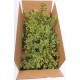 Fresh Mistletoe Boughs Bulk Fresh Mistletoe Boughs Bulk