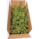 Fresh Mistletoe Boughs Bulk