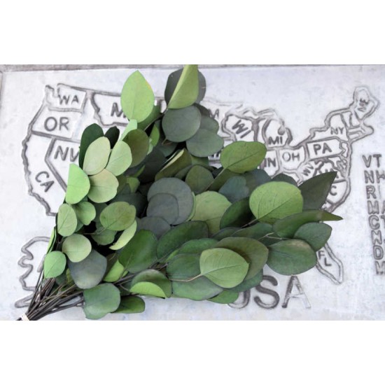 Preserved Populus Eucalyptus Bunch - Green Preserved Populus Eucalyptus Bunch - Green