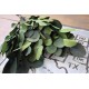 Preserved Populus Eucalyptus Bunch - Green Preserved Populus Eucalyptus Bunch - Green