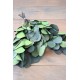 Preserved Populus Eucalyptus Bunch - Green