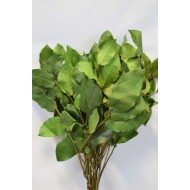 Preserved Salal - Green XL Bunch