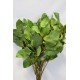 Preserved Salal - Green XL Bunch