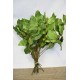 Preserved Salal - Green XL Bunch