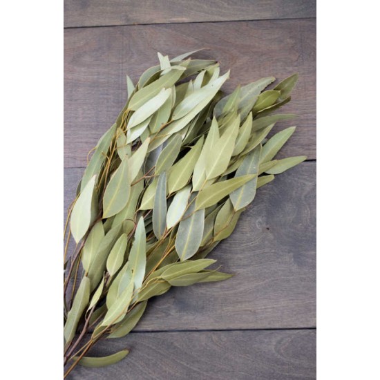 Natural Willow Eucalyptus - Light Green