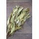 Natural Willow Eucalyptus - Light Green