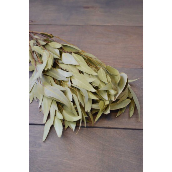 Natural Willow Eucalyptus - Light Green