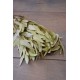 Natural Willow Eucalyptus - Light Green