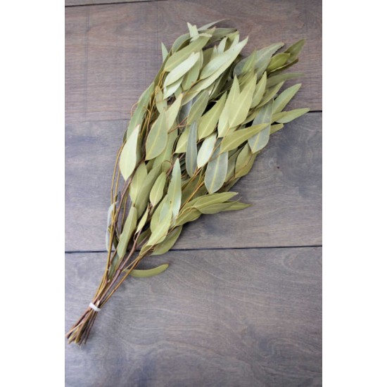 Natural Willow Eucalyptus - Light Green