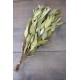 Natural Willow Eucalyptus - Light Green