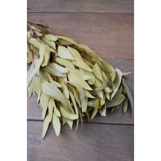 Natural Willow Eucalyptus - Light Green