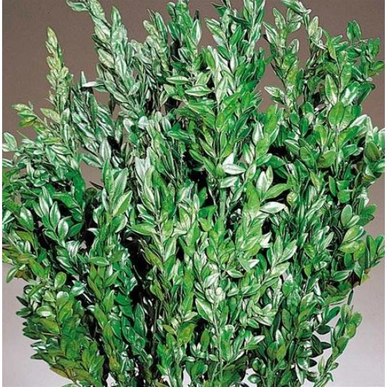 Preserved Boxwood Bulk, Dried Boxwood