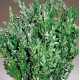 Dried Boxwood - Naturally Preserved