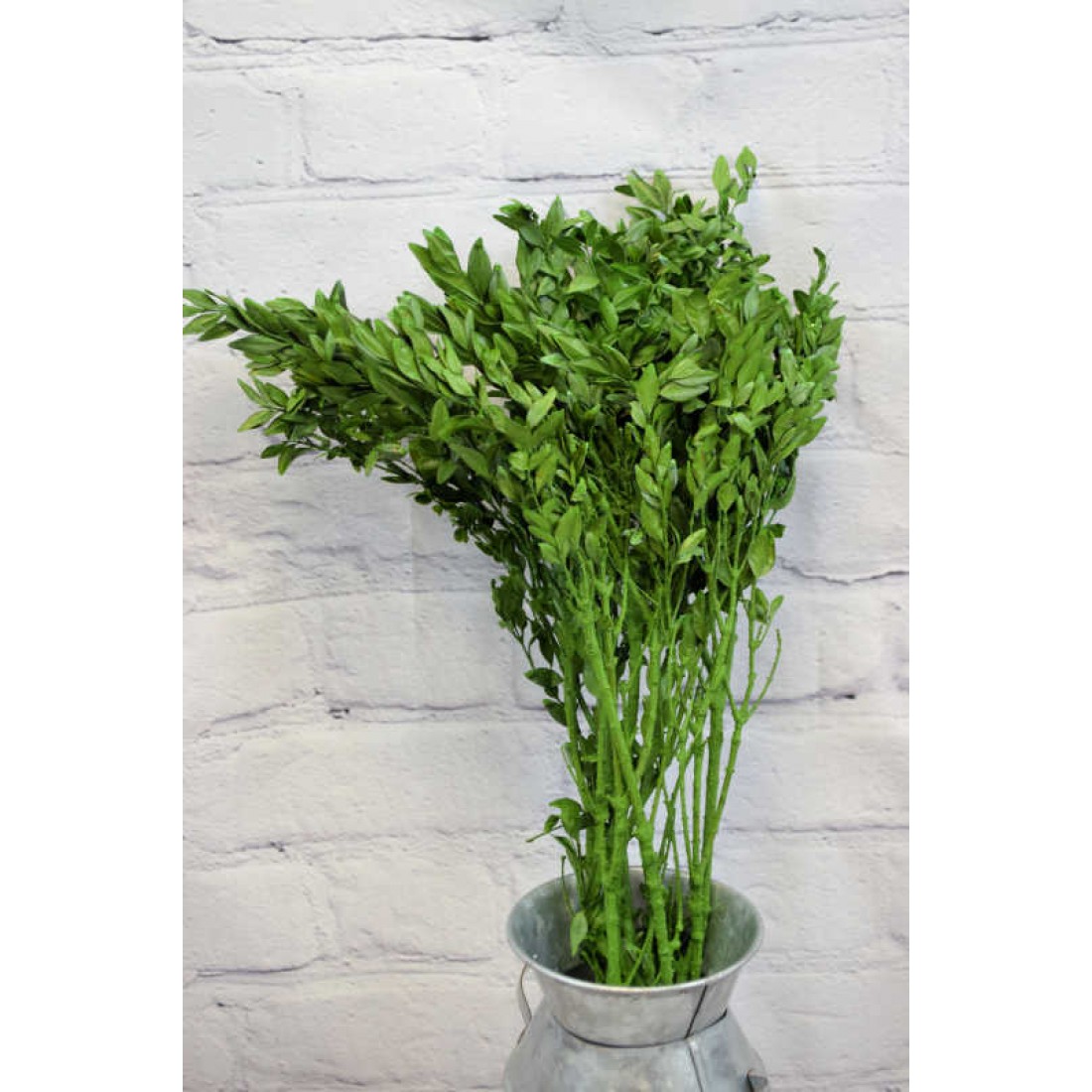 Preserved Boxwood Bulk Dried Boxwood Preserved Greenery