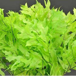 Preserved Green (Chartreuse) Oak Leaves (1 LB dried leaves)