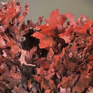 Preserved Chocolate Oak Leaves