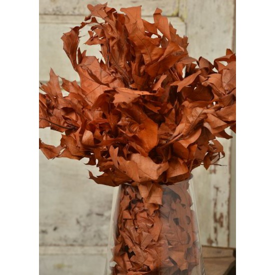 Preserved Chocolate Oak Leaves Preserved Chocolate Oak Leaves