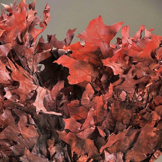 Preserved Chocolate Oak Leaves Preserved Chocolate Oak Leaves