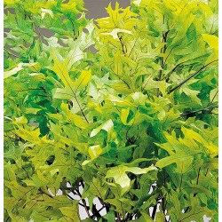 Preserved Spring Green Oak Leaves (1 LB dried leaves)