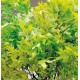 Preserved Spring Green Oak Leaves (1 LB dried leaves)