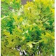 Preserved Spring Green Oak Leaves (1 LB dried leaves) Preserved Spring Green Oak Leaves (1 LB dried leaves)