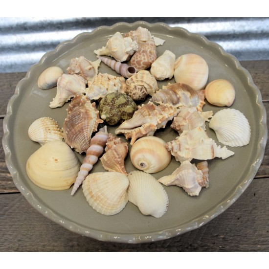 Assorted Decorative Sea Shells - 2 Bags Large Assorted Decorative Sea Shells - 2 Bags Large
