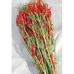 Dried Red Chili Peppers Bunch