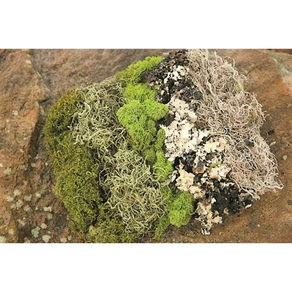 Dried Moss Assortment Assorted Dried Moss