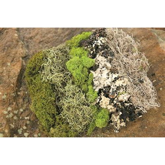 Dried Moss Assortment - Assorted Dried Moss