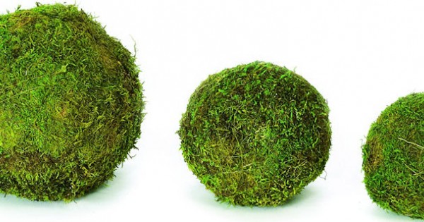 Decorative Moss Balls Moss Balls For Sale Sheet Moss Balls