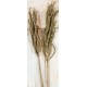 Dried Braided Palm on Stem