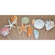 Dried Sea Life Stemmed