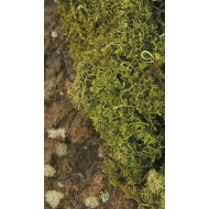 Dried Sheet Moss - Natural Bulk Box