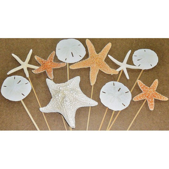 Dried Starfish and Sand Dollars Stemmed