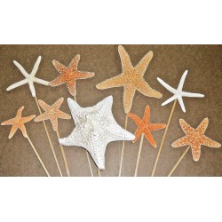 Dried Starfish Stemmed