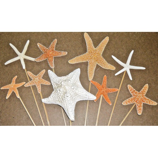 Dried Starfish Stemmed