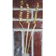 Dried Cane Springs - Gold Painted Dried Cane Springs - Gold Painted