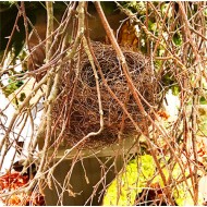 Dried Bird Nests - Natural Handmade Nests